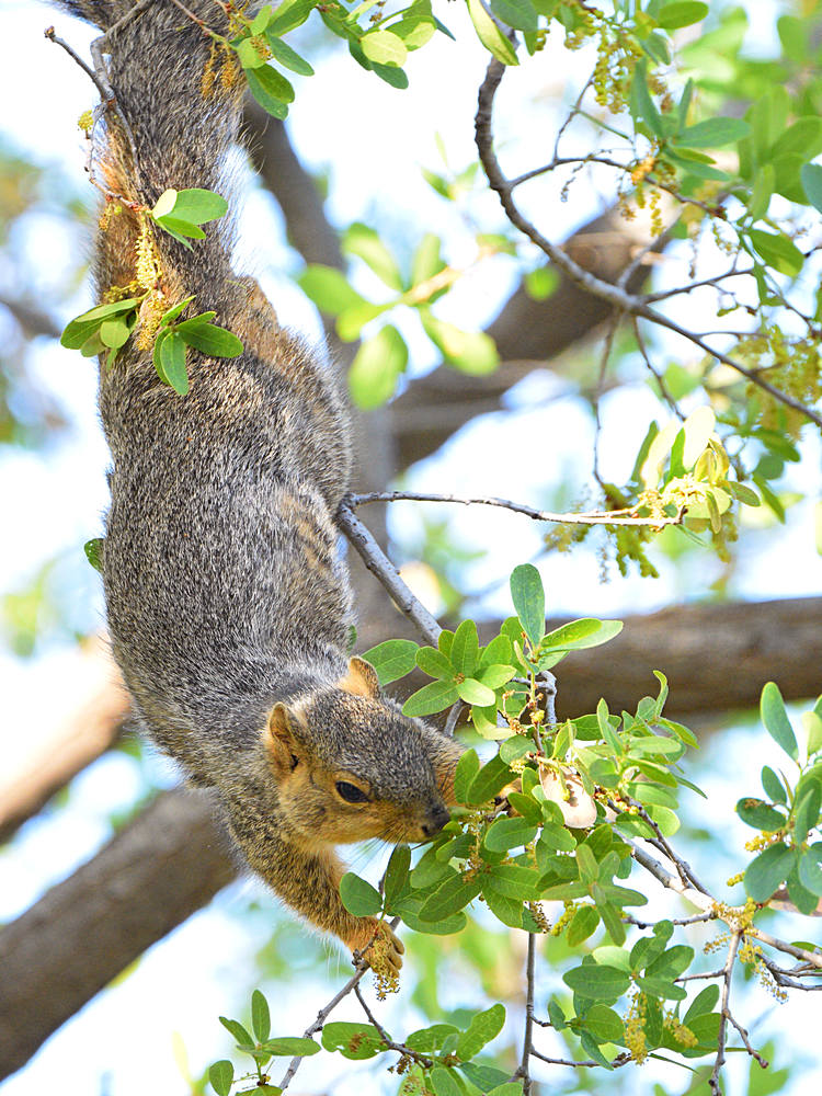 Squirrel2.jpg