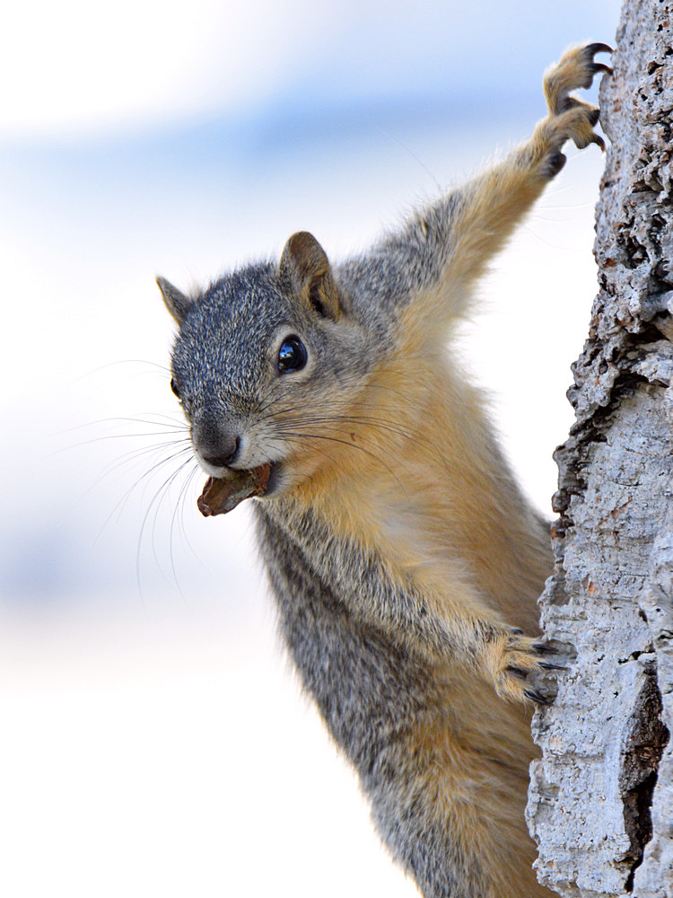 Squirrel2.jpg