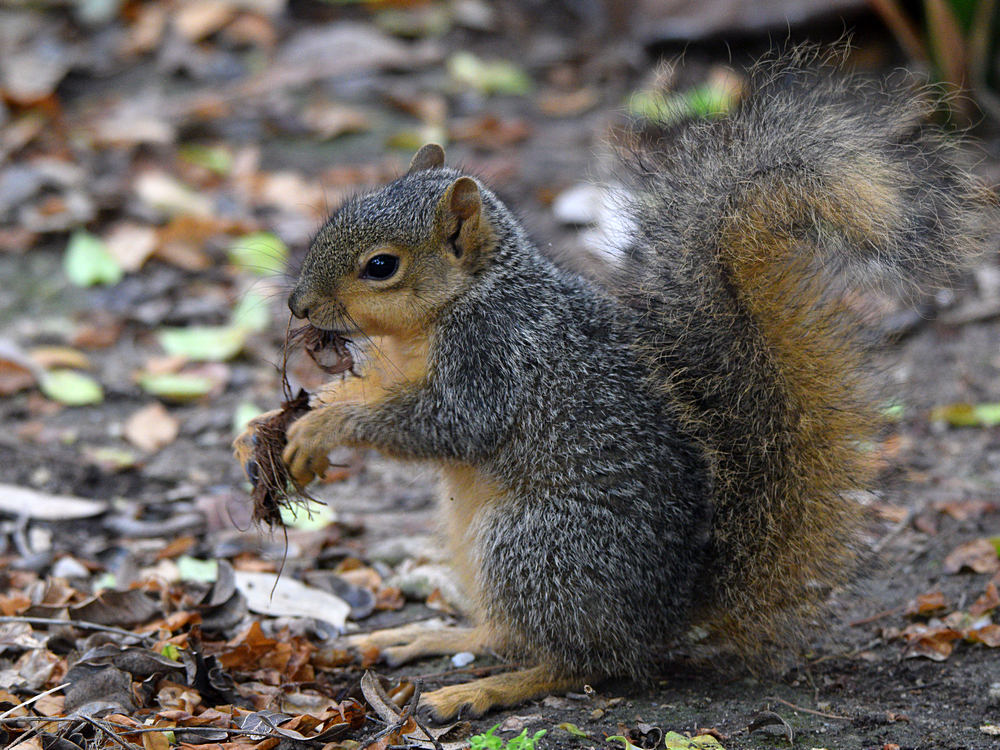 Squirrel2.jpg