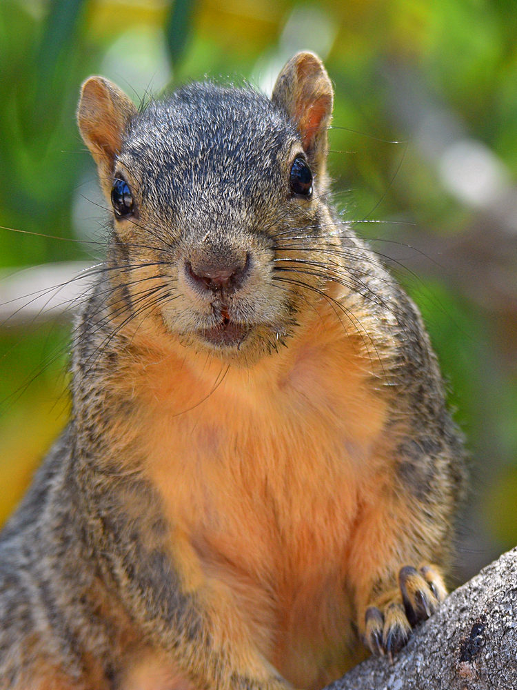 Squirrel2.jpg