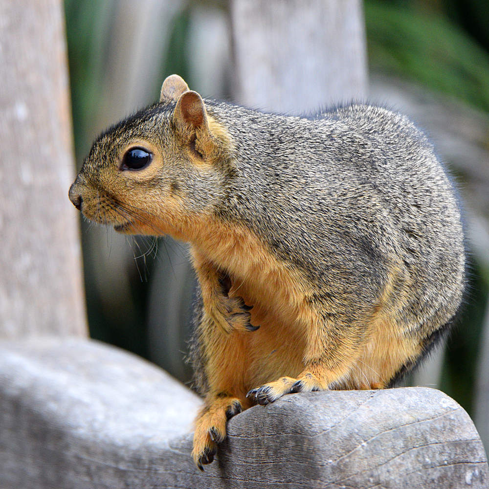 Squirrel2.jpg