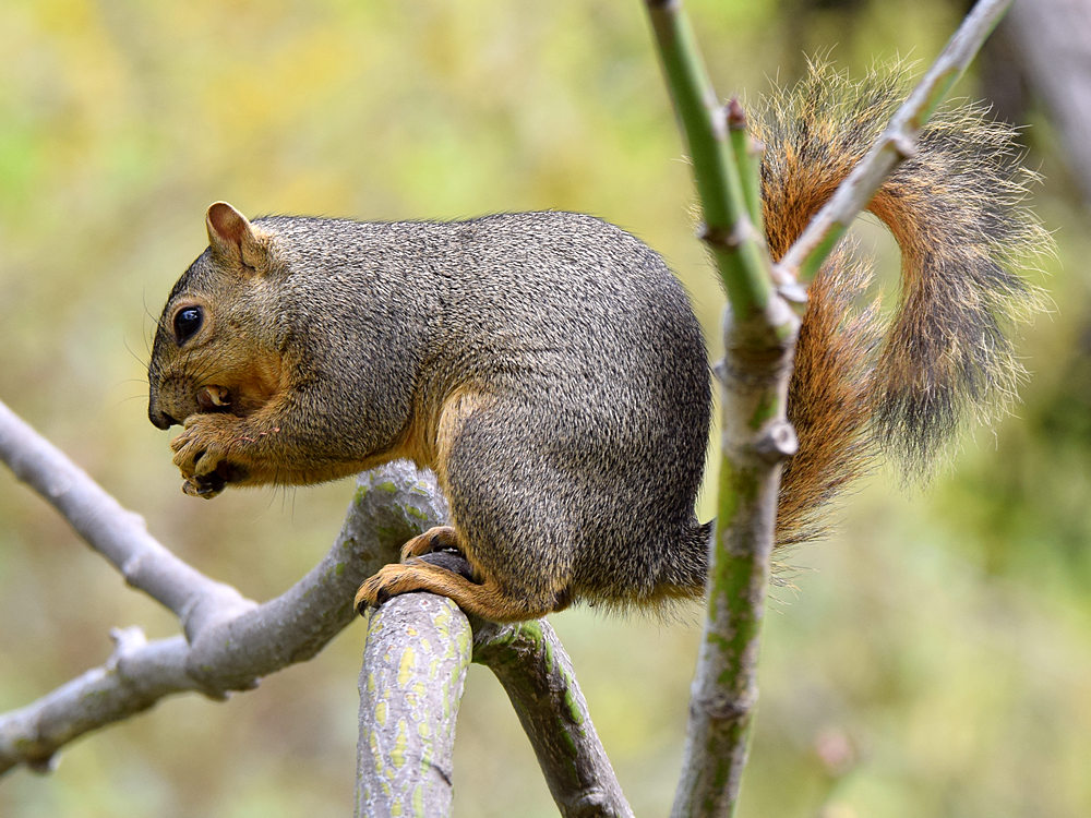 Squirrel2.jpg