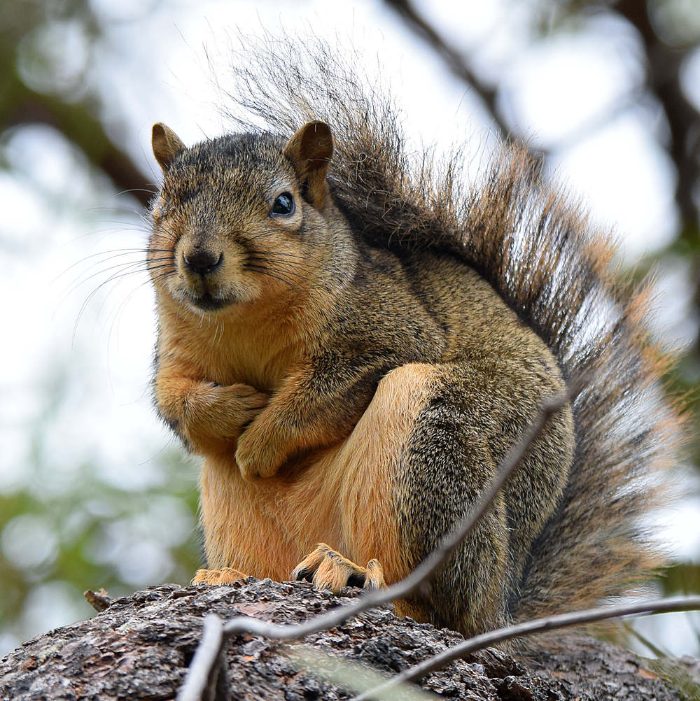 Squirrel2.jpg