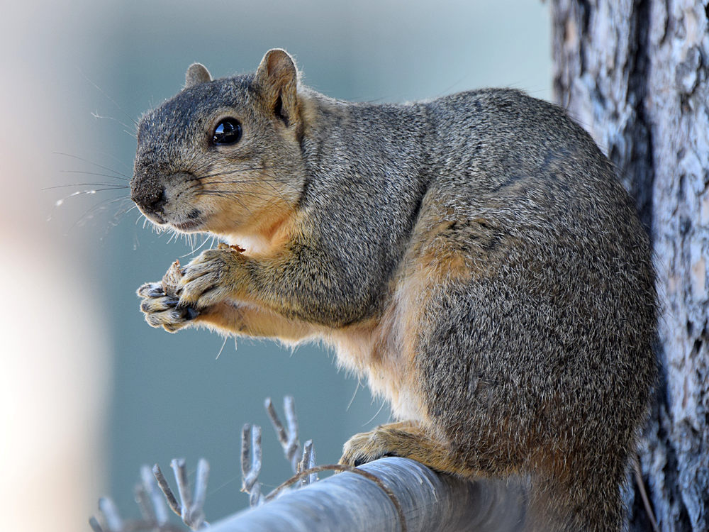 Squirrel2.jpg