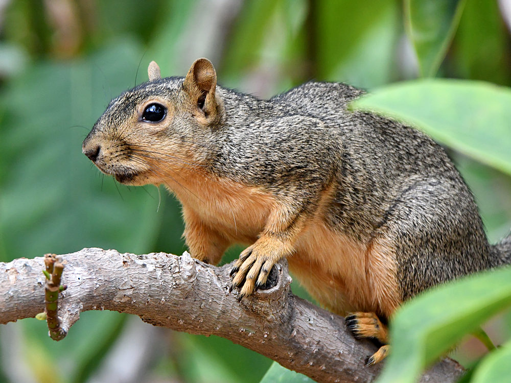 Squirrel2.jpg