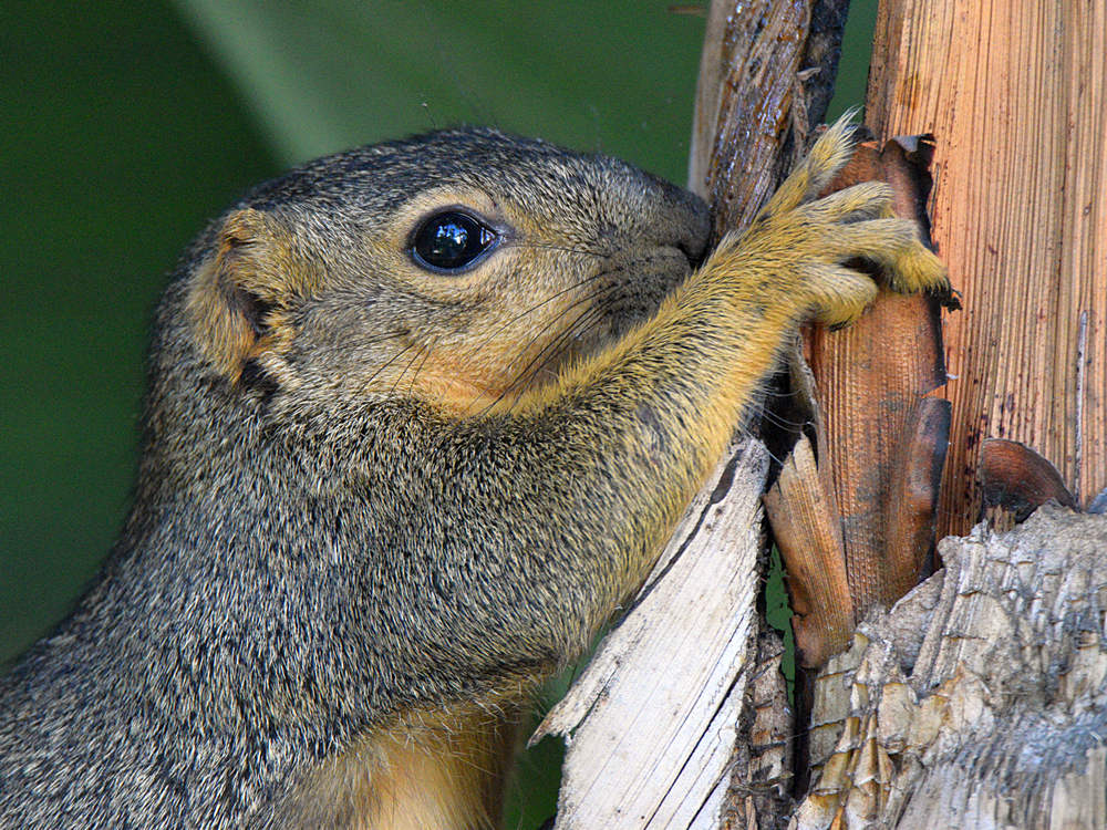 Squirrel2.jpg