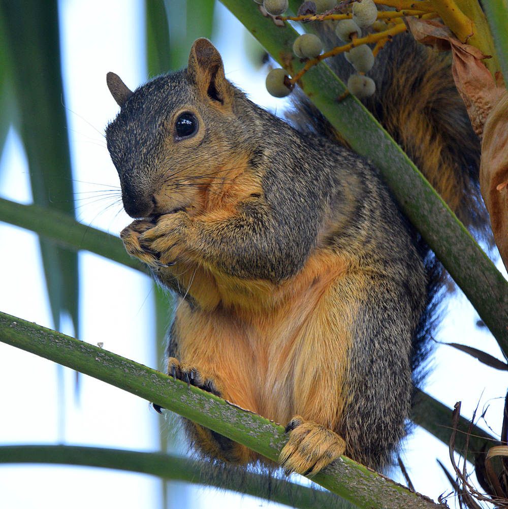 Squirrel2.jpg