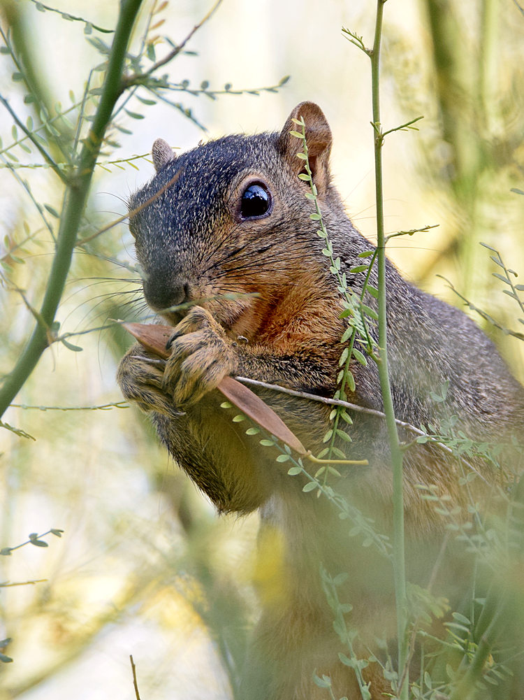 Squirrel2.jpg