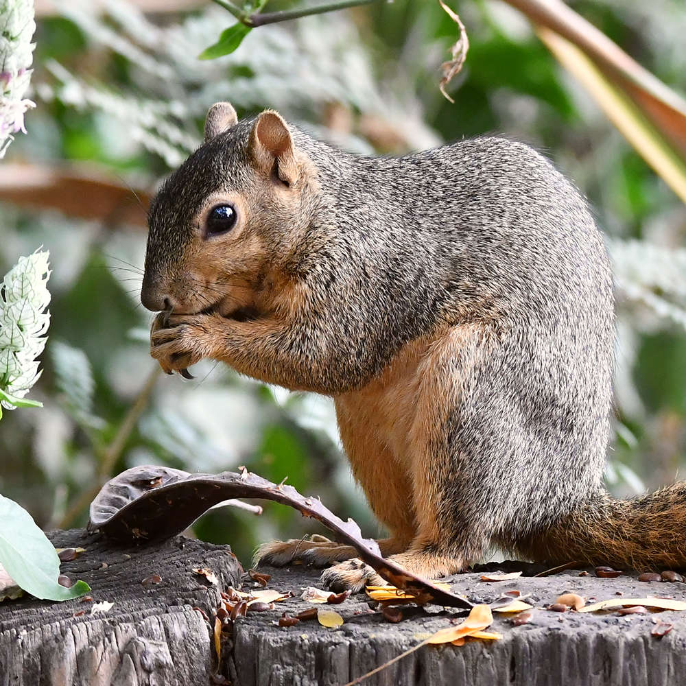 Squirrel2.jpg