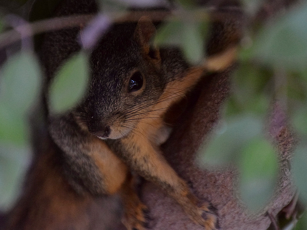 Squirrel2.jpg