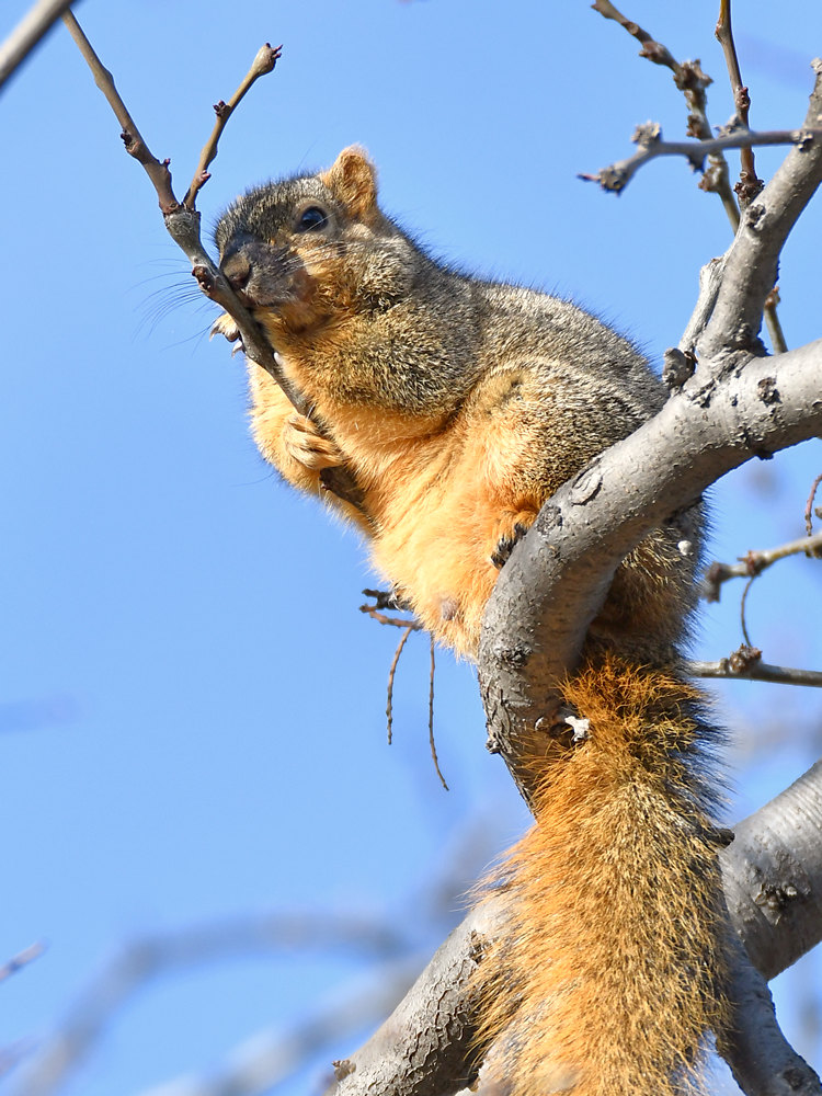 Squirrel2.jpg