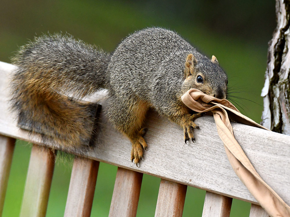 Squirrel2.jpg