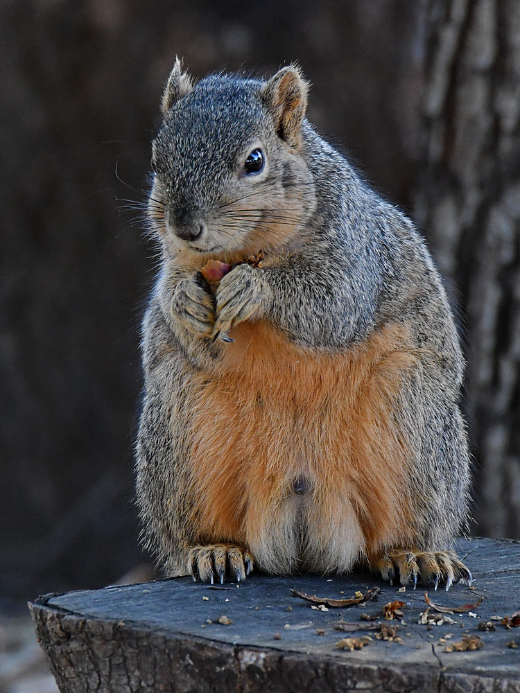 Squirrel2.jpg