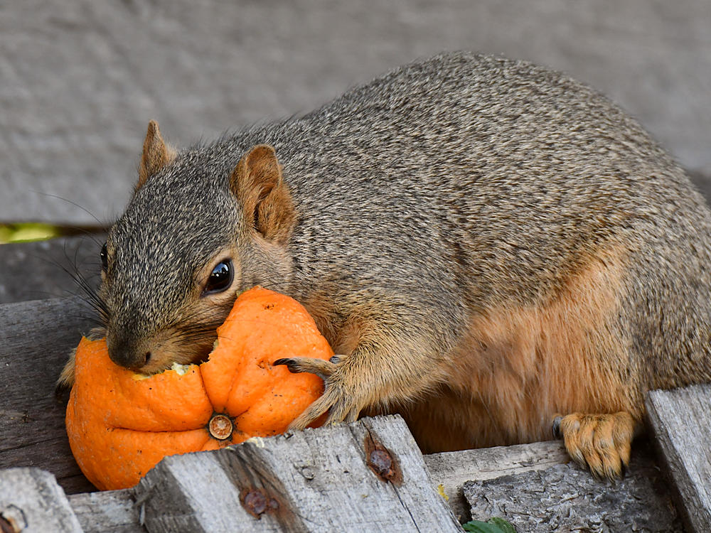Squirrel2.jpg