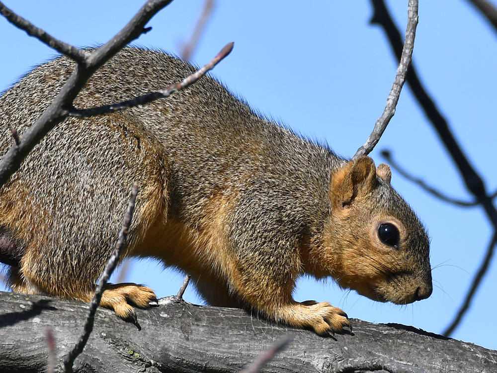 Squirrel2.jpg