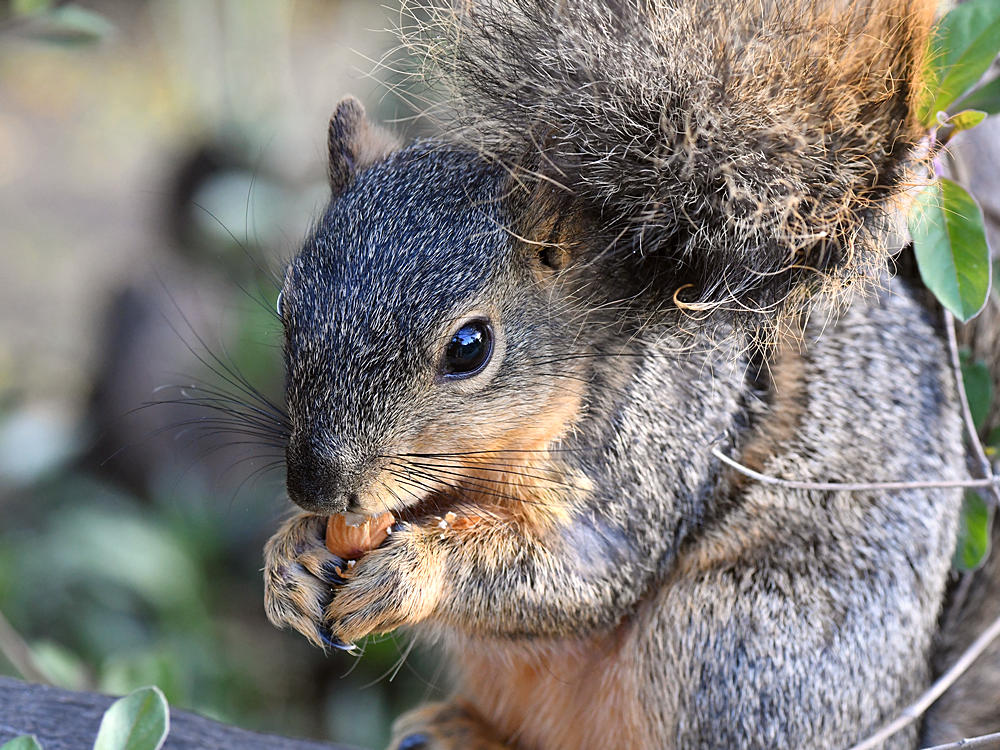 Squirrel2.jpg