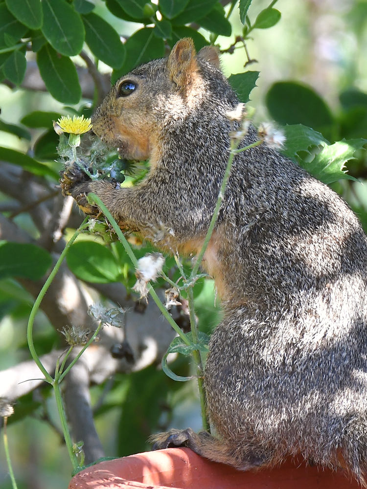 Squirrel2.jpg
