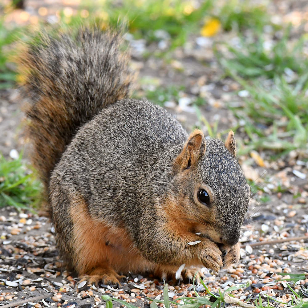 Squirrel2.jpg