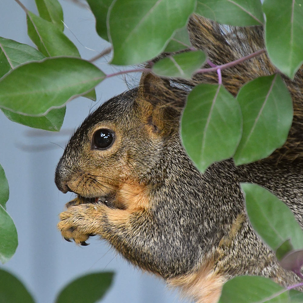 Squirrel2.jpg