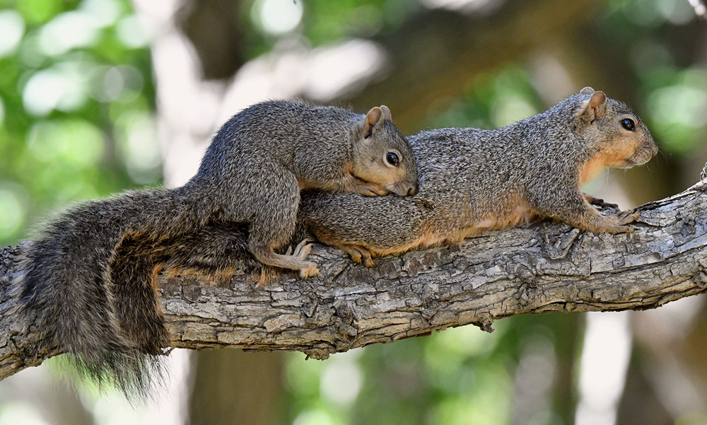 Squirrel2.jpg