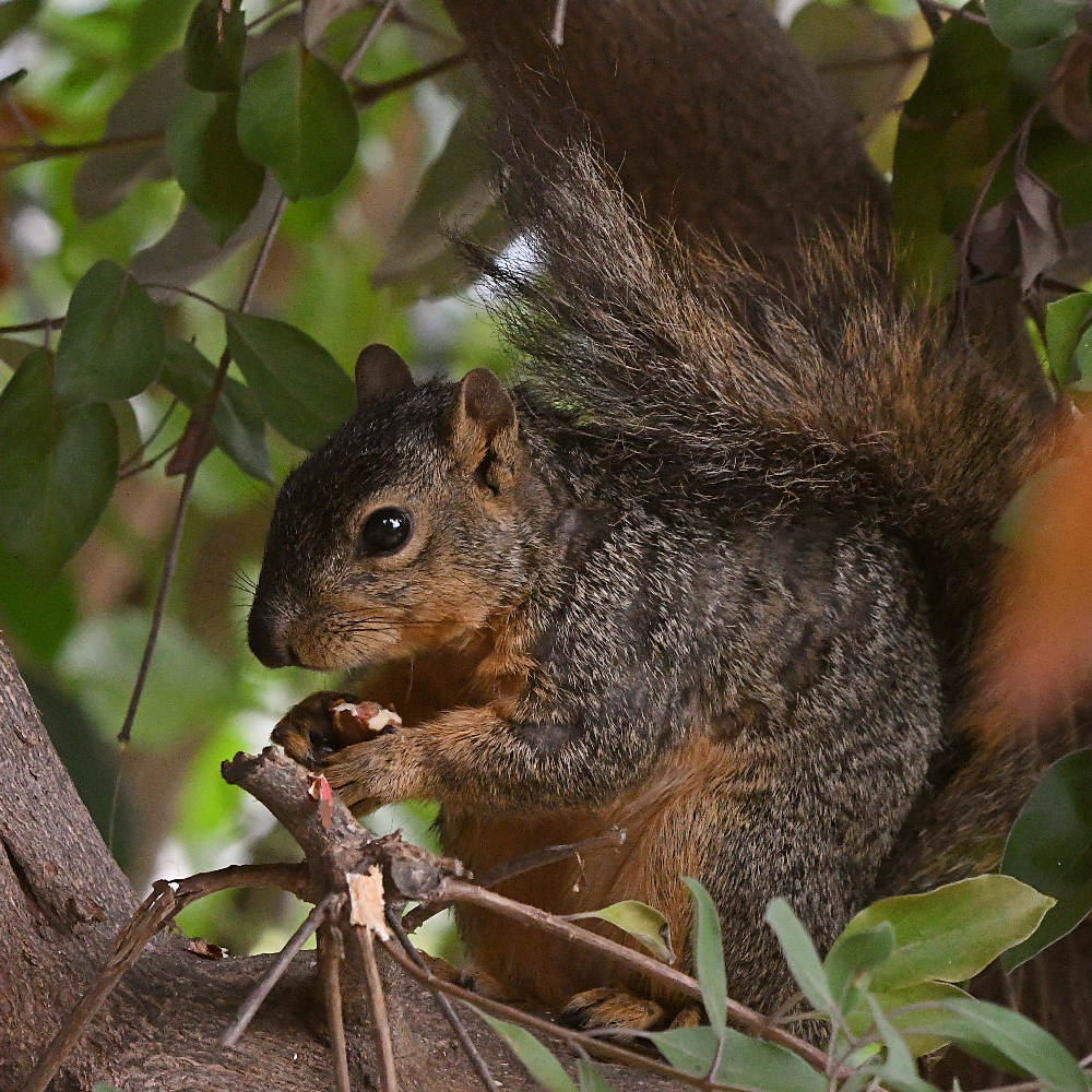 Squirrel2.jpg