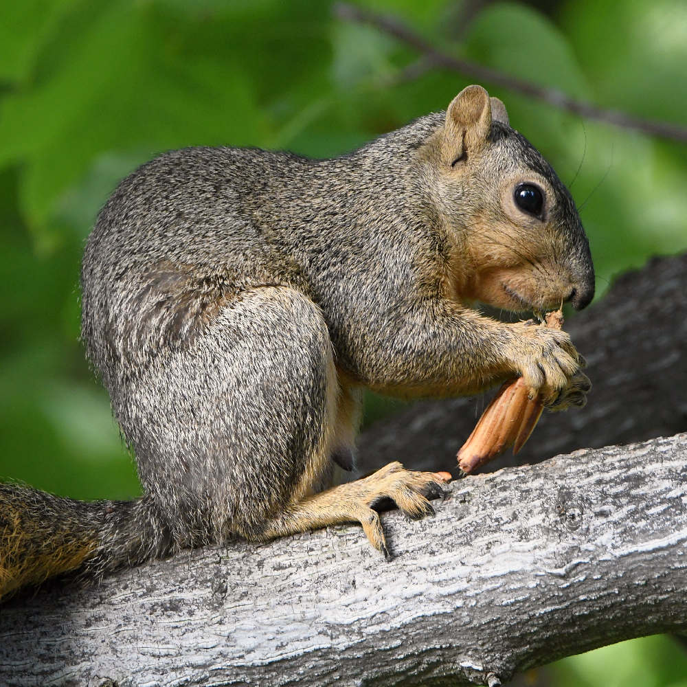 Squirrel2.jpg