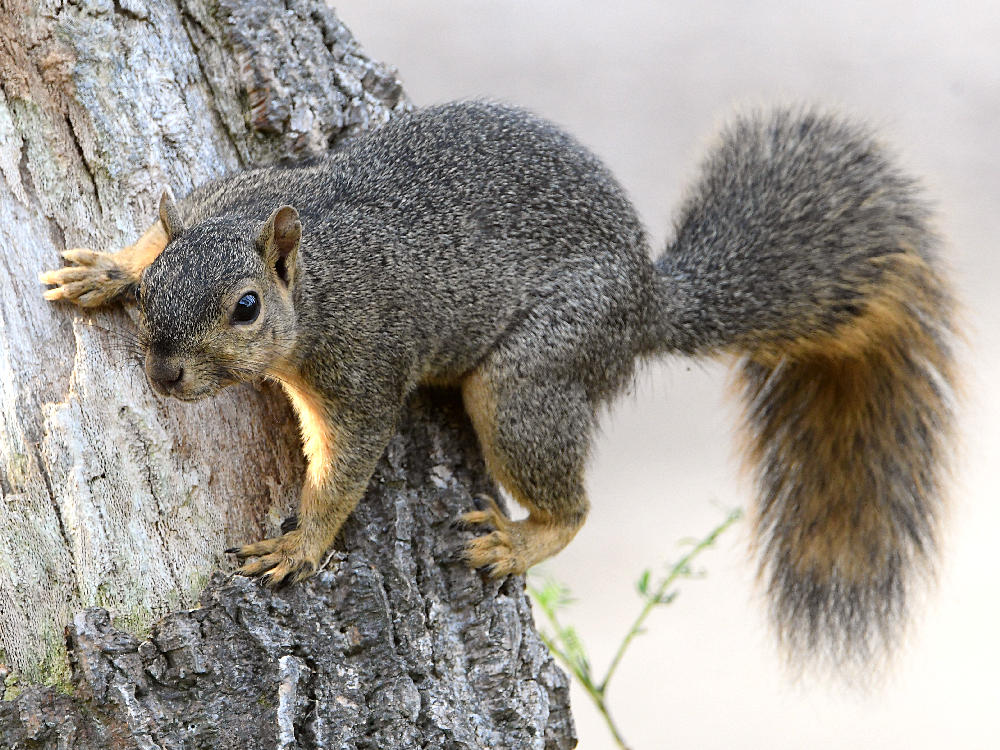Squirrel2.jpg