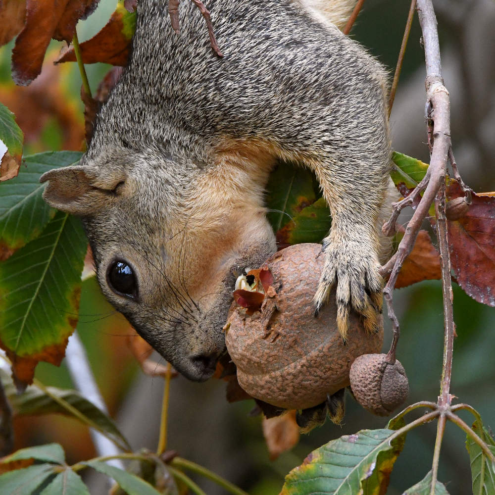Squirrel2.jpg