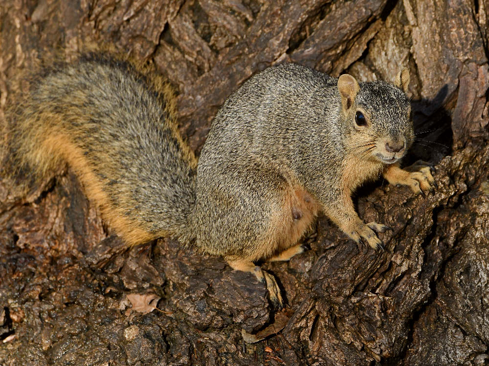 Squirrel2.jpg