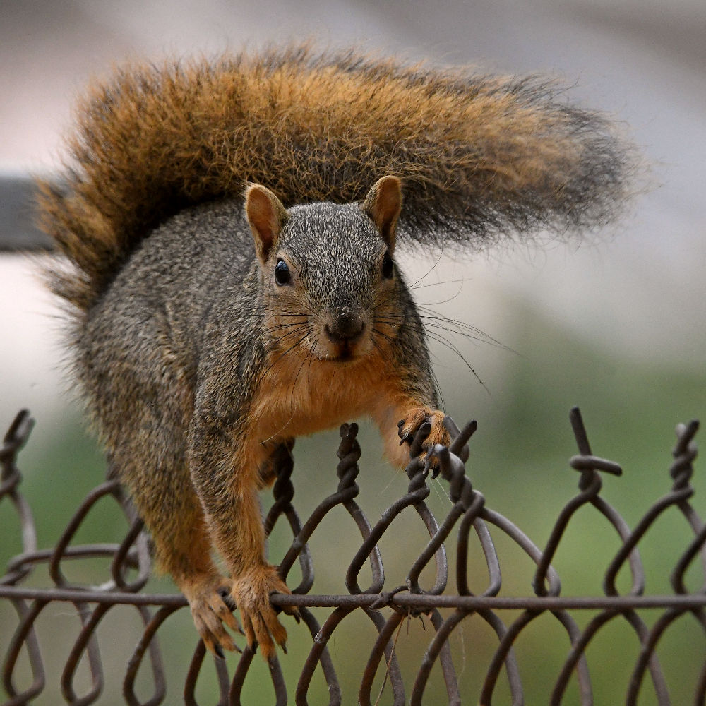 Squirrel2.jpg