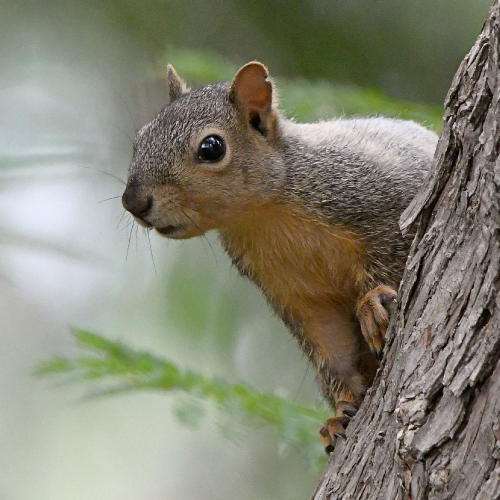 Squirrel2.jpg