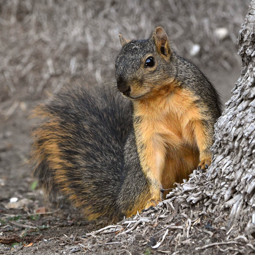 Squirrel2.jpg