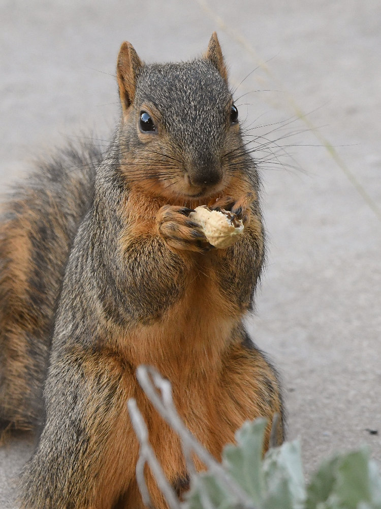 Squirrel2.jpg
