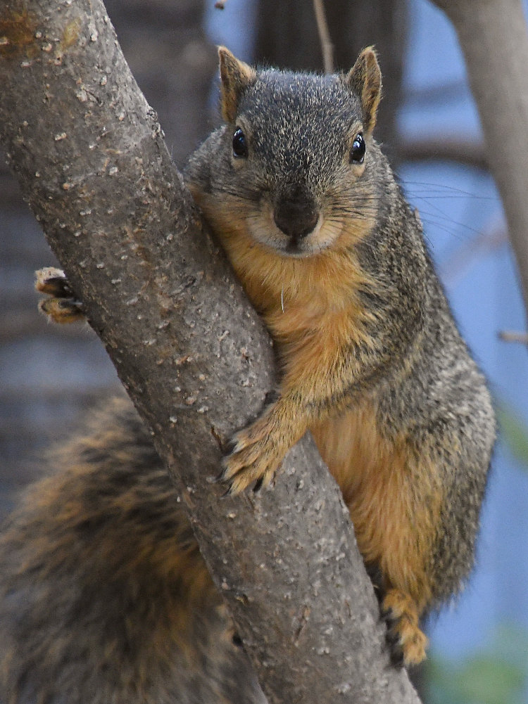 Squirrel2.jpg