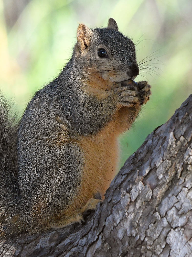 Squirrel2.jpg