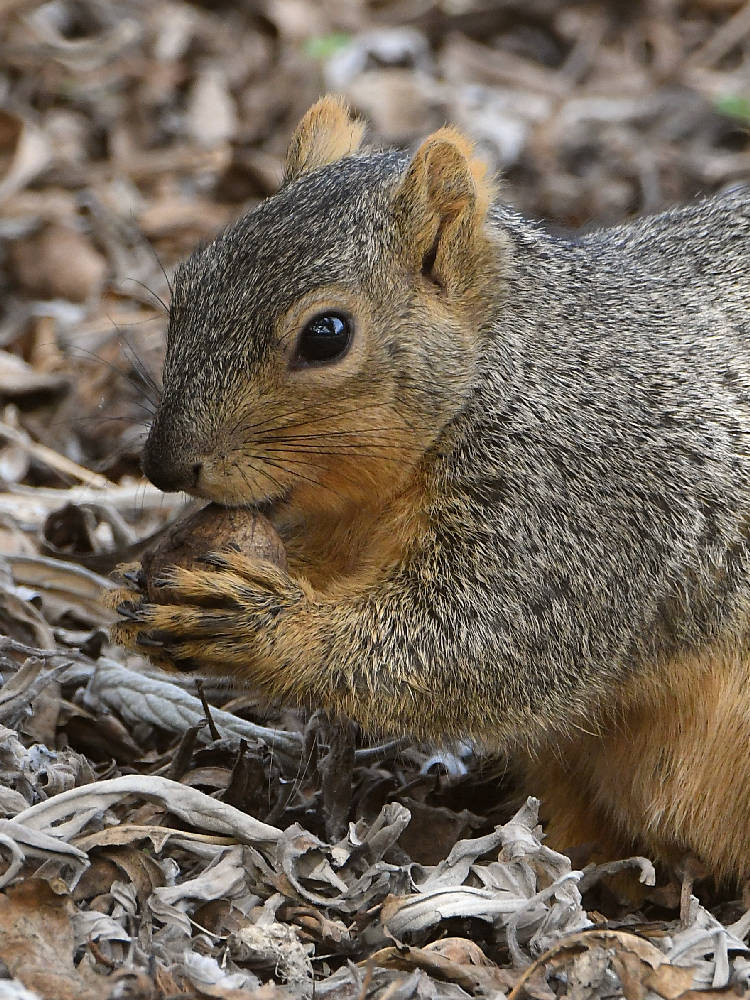 Squirrel2.jpg