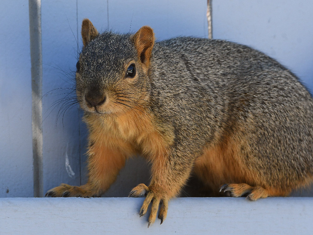 Squirrel2.jpg