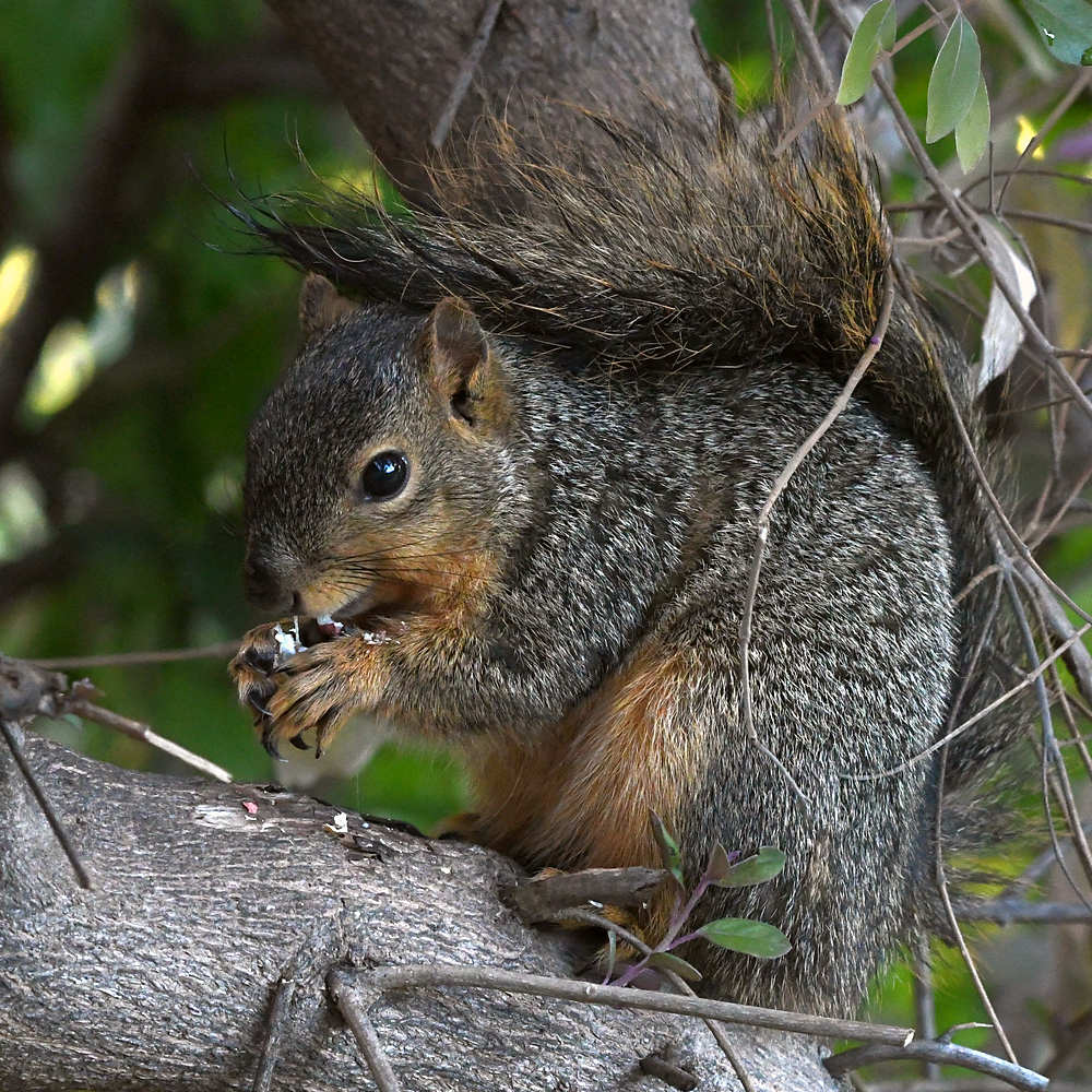 Squirrel2.jpg