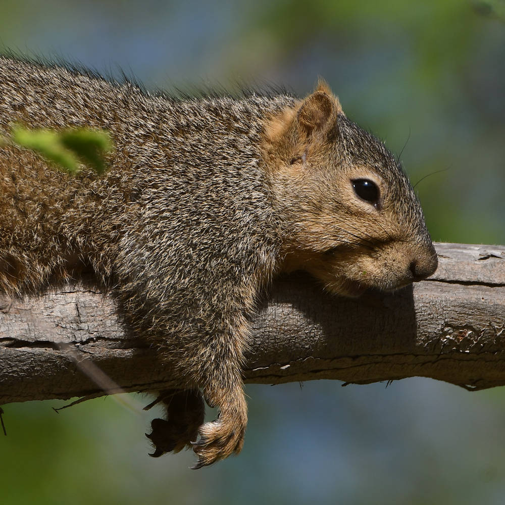Squirrel2.jpg