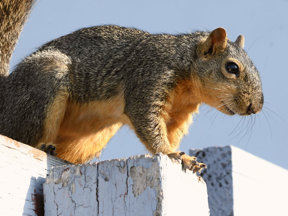 Squirrel2.jpg