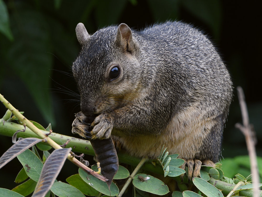 Squirrel2.jpg