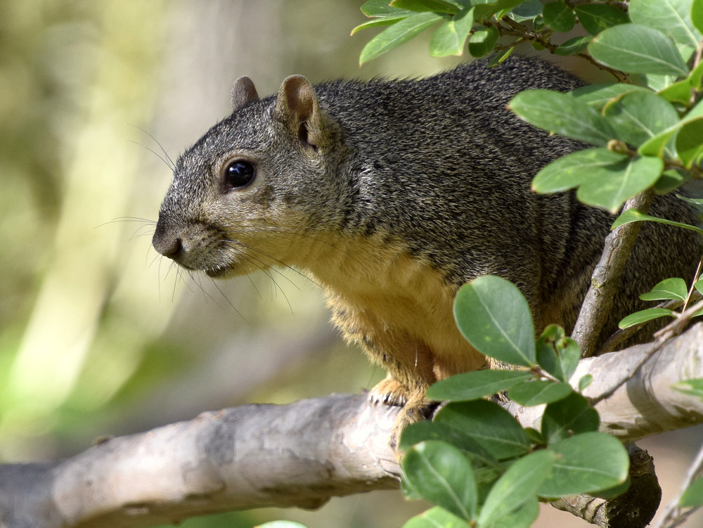 Squirrel2.jpg