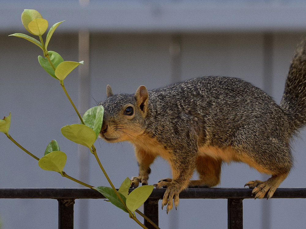 Squirrel2.jpg