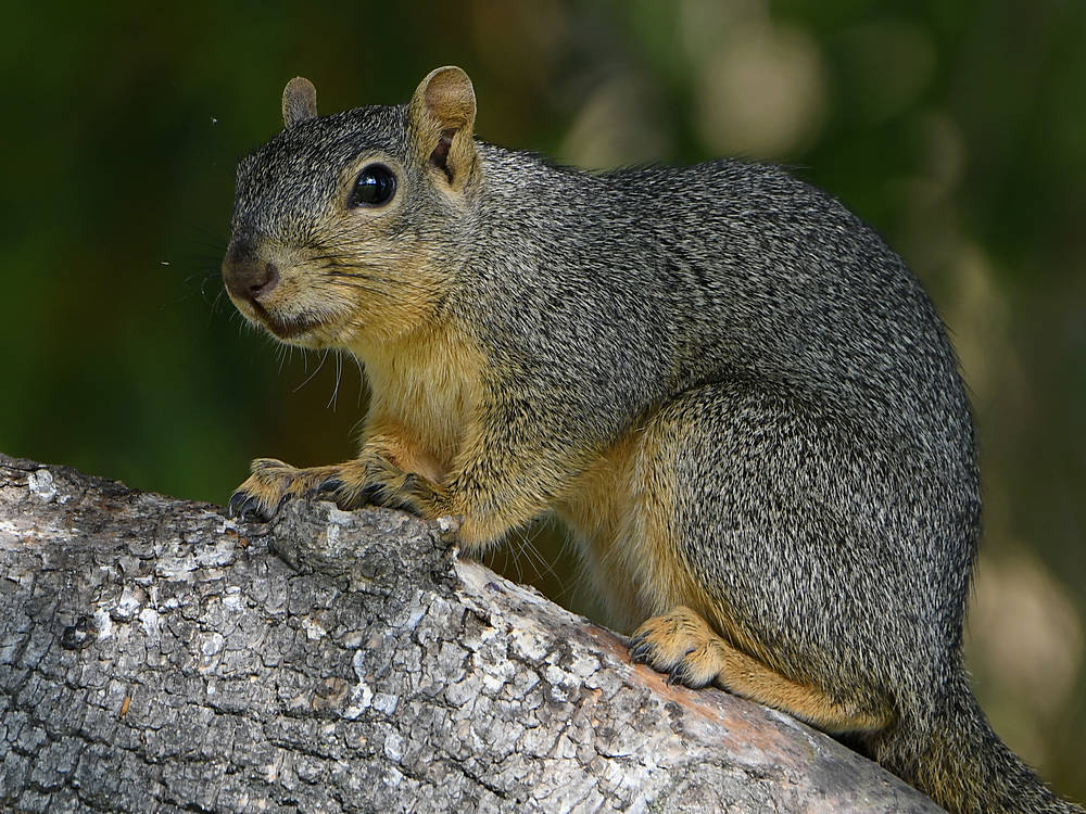 Squirrel2.jpg