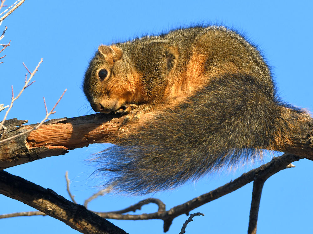 Squirrel2.jpg