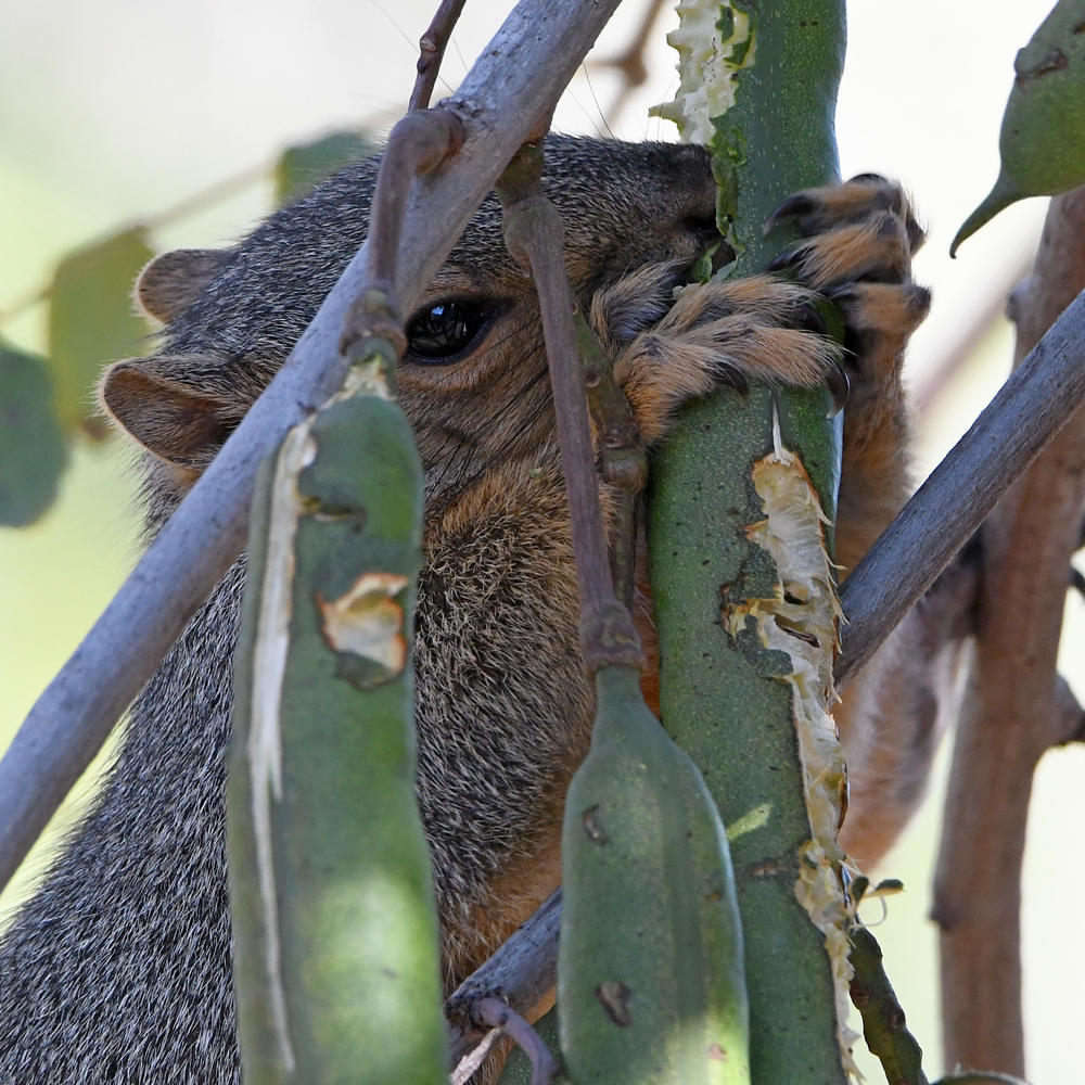 Squirrel2.jpg