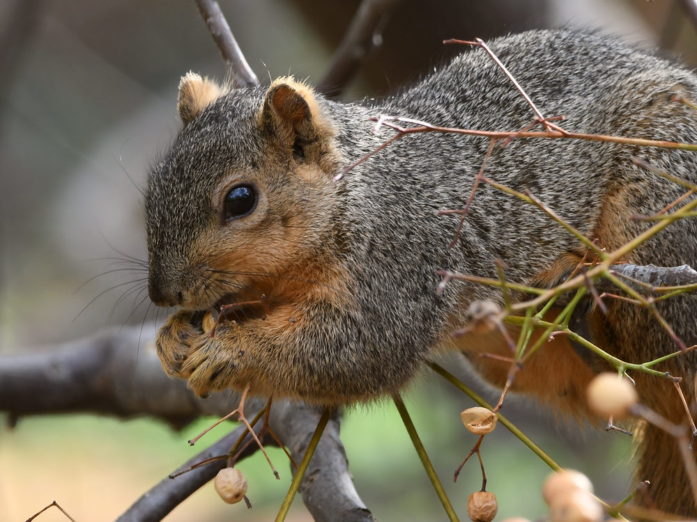 Squirrel2.jpg
