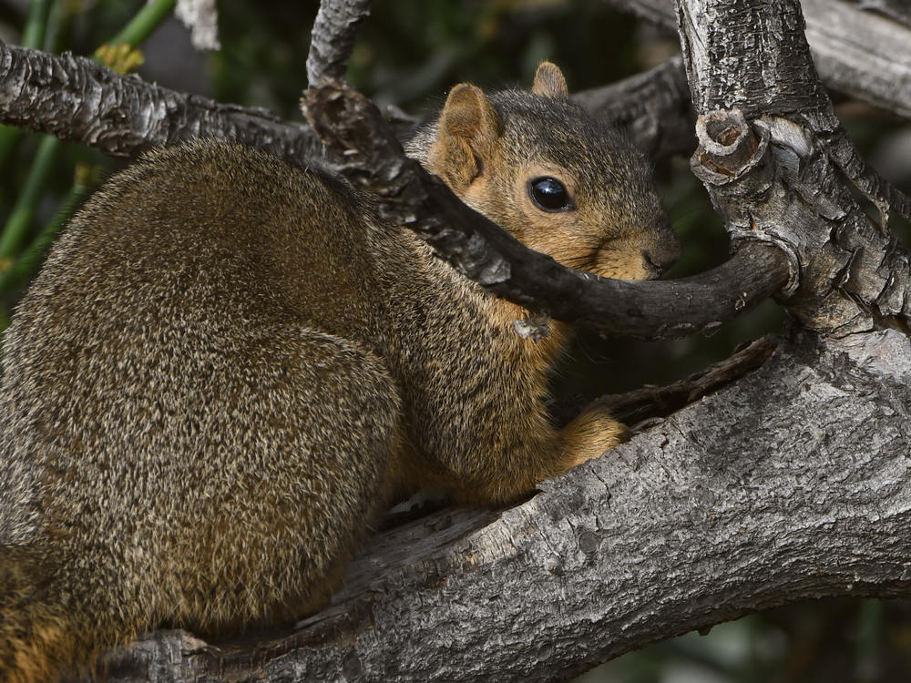 Squirrel2.jpg