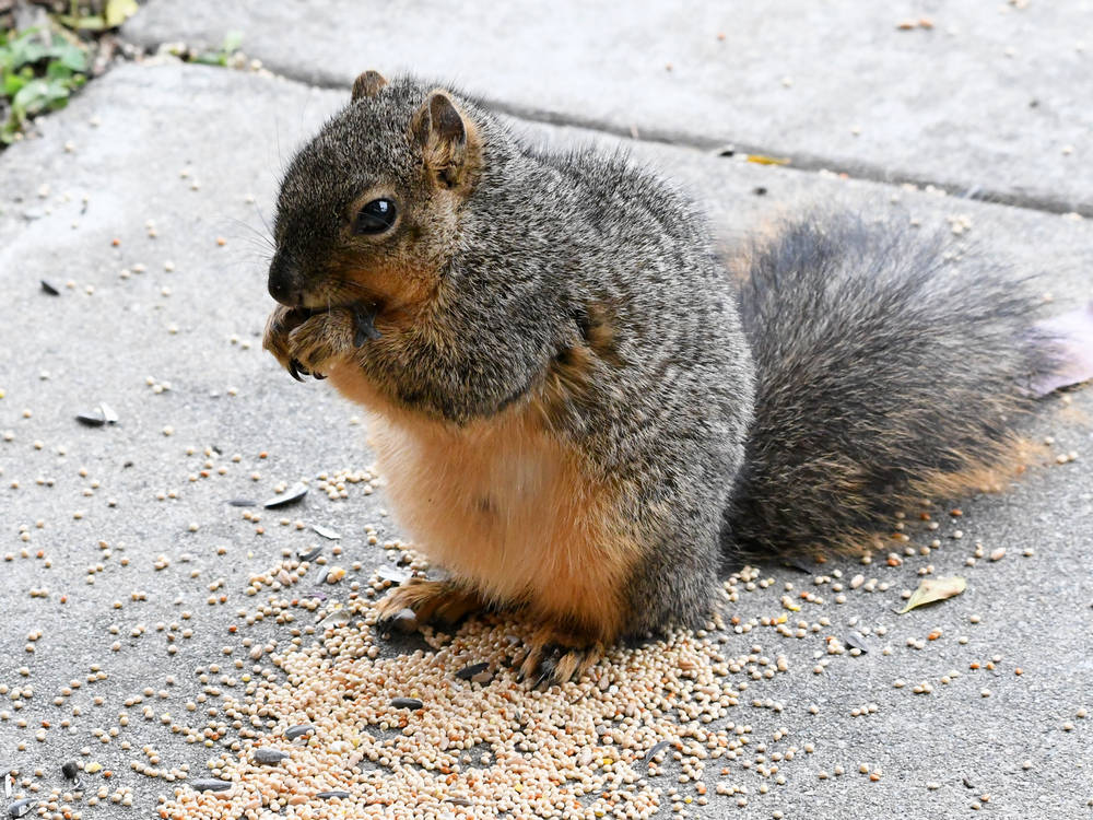 Squirrel2.jpg