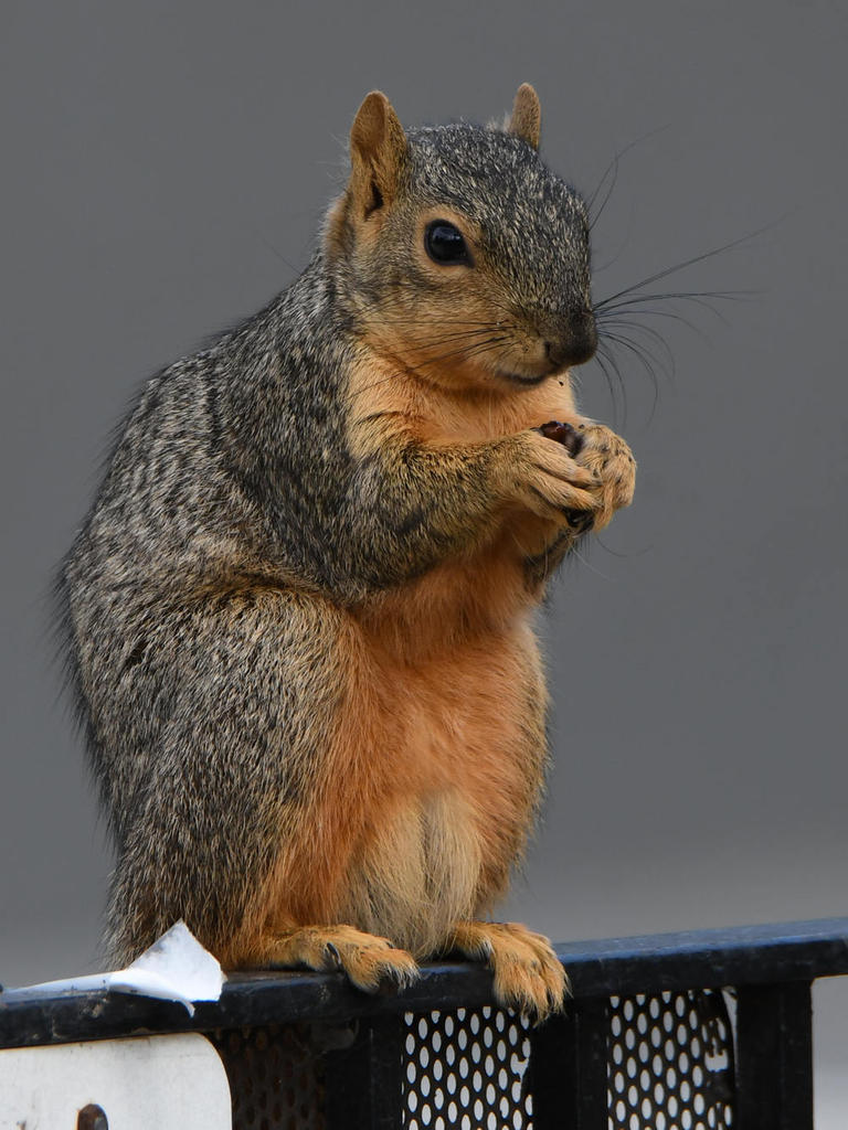 Squirrel2.jpg